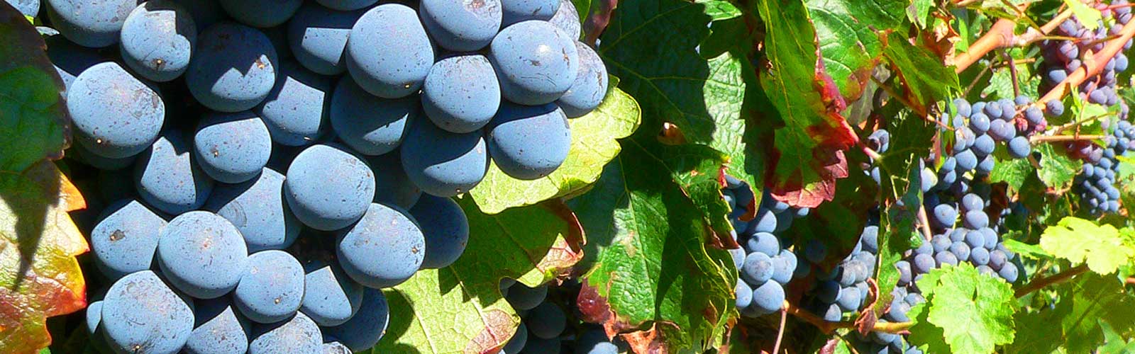 vineyard-grapes-wide